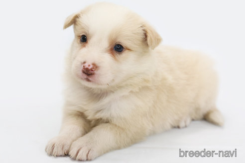 成約済の神奈川県のボーダーコリー-327510の3枚目